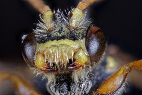 Nomada marshamella